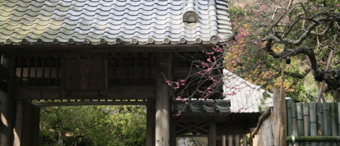 寿福寺の梅